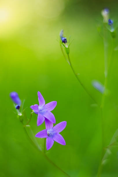 istock Meadow flower bell on green background 1059091356
