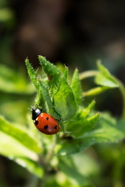 istock Macro photo of Ladybug in the green leaf 1059091978