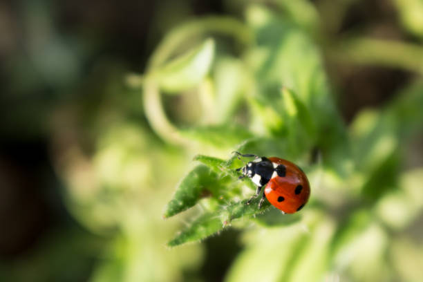 istock Macro photo of Ladybug in the green leaf 1059091992
