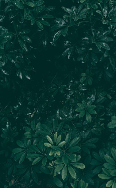 istock Vertical garden with tropical green leaf, Dark tone 1059092002