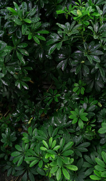 istock Vertical garden with tropical green leaf, contrast 1059092016