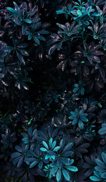 istock tropical leaf forest glow in the dark background. High contrast. 1059092022