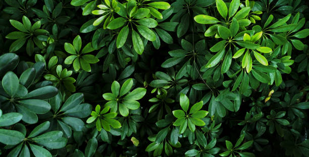 istock Vertical garden with tropical green leaf, contrast 1059092096