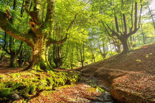 buche wald von otzarreta in gorbea nationalpark. spanien - sky forest root tree stock-fotos und bilder