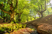 beech forest of Otzarreta in Gorbea national park. Spain