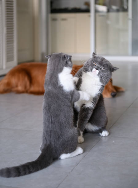 dos gatos británicos de pelo corto en una pelea - cat fight fotografías e imágenes de stock