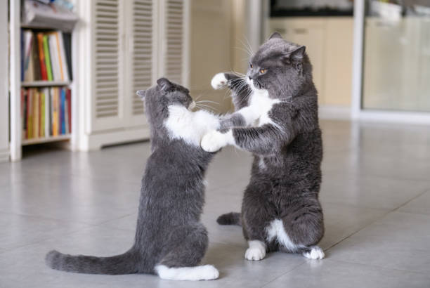 две британские коротковолосые кошки в драке - cat fight стоковые фото и изображения