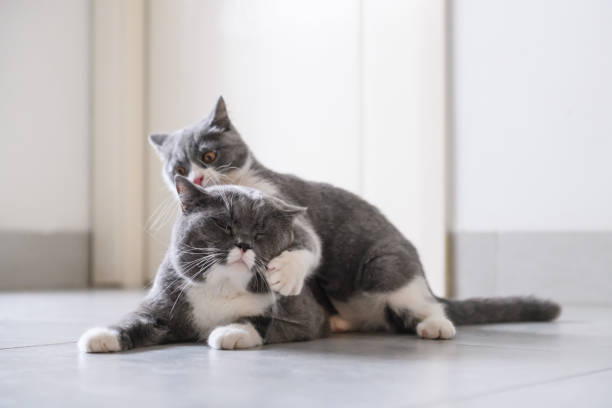 istock Two English short hair cats 1059094932