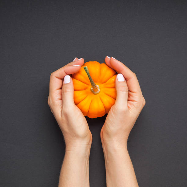 istock Small orange pumpkin woman hands black background 1059095570