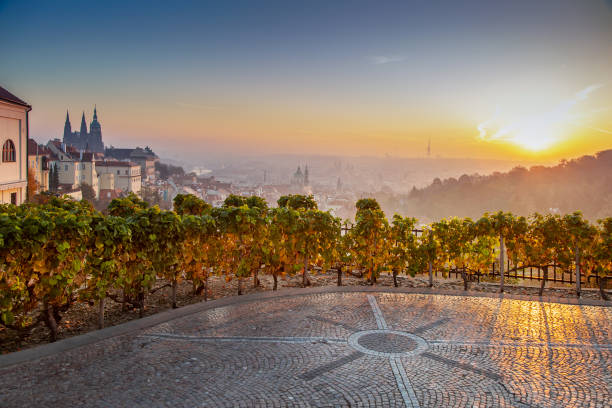 wineyards, Petrin hill at sunrise, Lesser Town (UNESCO), Prague, Czech republic stock photo