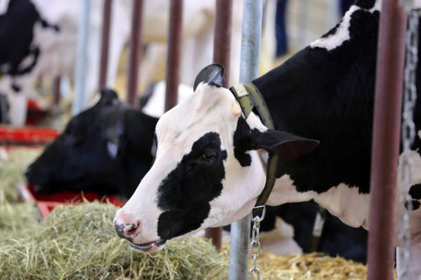 istock Black cows eating hay in the stable on farm 1059097174