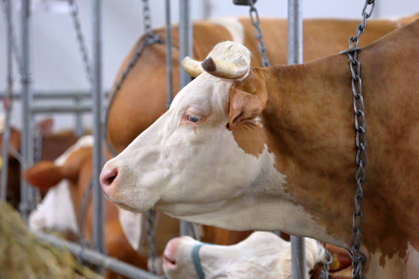 istock Brown cows in the stable on farm 1059097188