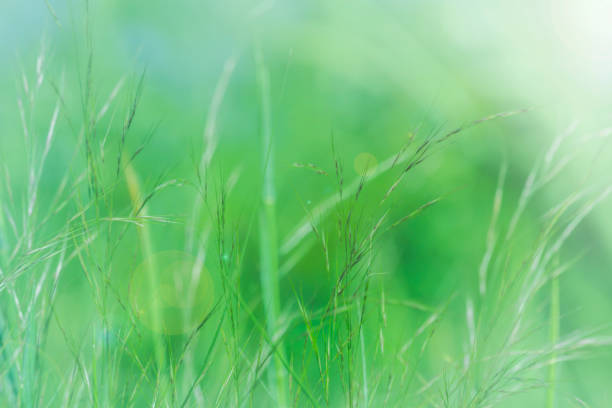istock Green grass in natural background with sunlight 1059097326