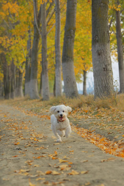 istock Maltese dog running in autumn forest 1059097356