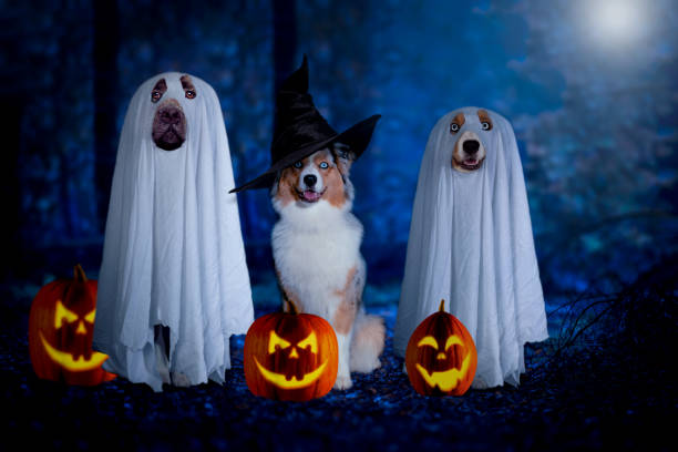 Halloween, three dogs sit disguised as ghost and witch in front of pumpkins Halloween, three dogs sit disguised as ghost and witch in front of pumpkins in a dark forest at full moon dog in halloween hat of witch stock pictures, royalty-free photos & images