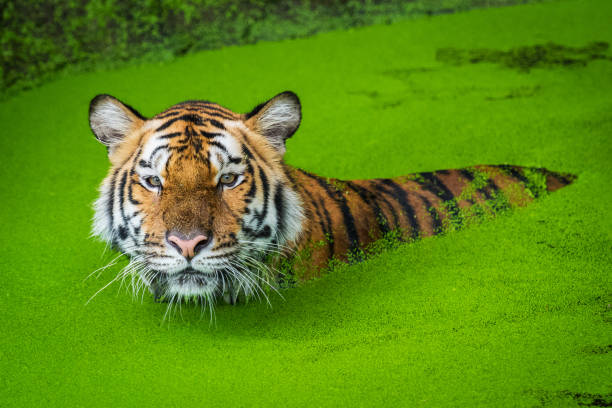 istock Bengal tiger in the water 1059097690