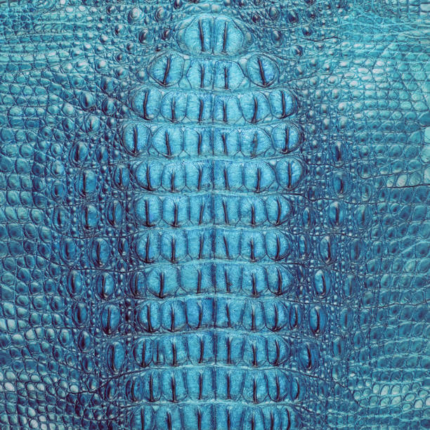 istock Freshwater crocodile blue bone skin texture 1059097732