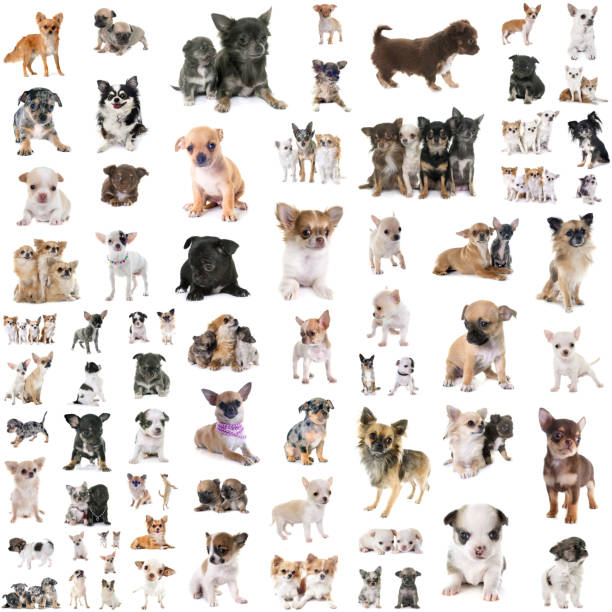 istock group of chihuahuas 1059099470