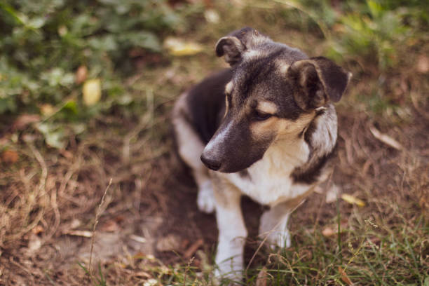 istock street dog in the forest 1059100058