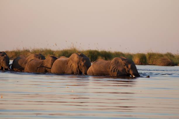 istock Elephants crossing the river at sunset 1059102098