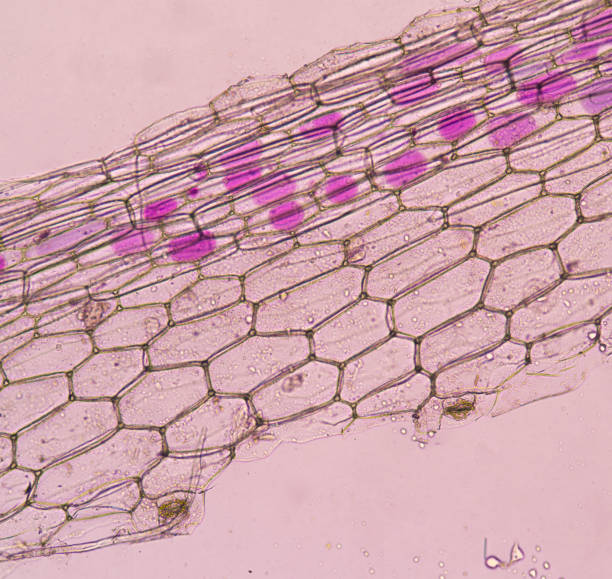 istock Close up on pink plant cells find with microscope. 1059102788