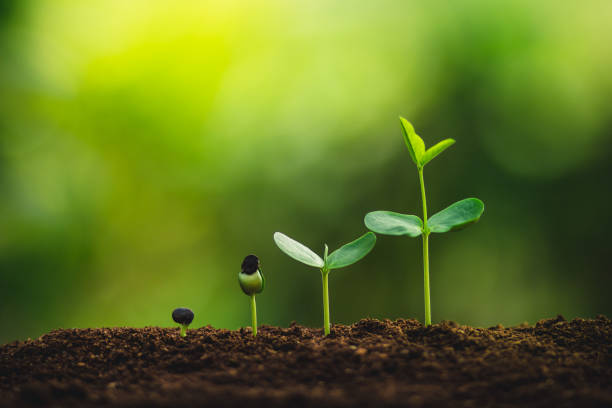 istock Seedling growth Planting trees Watering a tree Natural light 1059102930