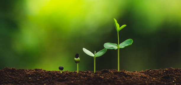 istock Seedling growth Planting trees Watering a tree Natural light 1059102936