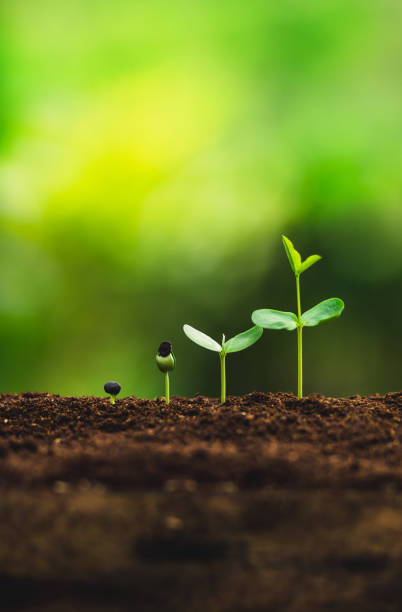 istock Seedling growth Planting trees Watering a tree Natural light 1059103128