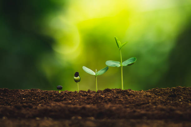 istock Seedling growth Planting trees Watering a tree Natural light 1059104206