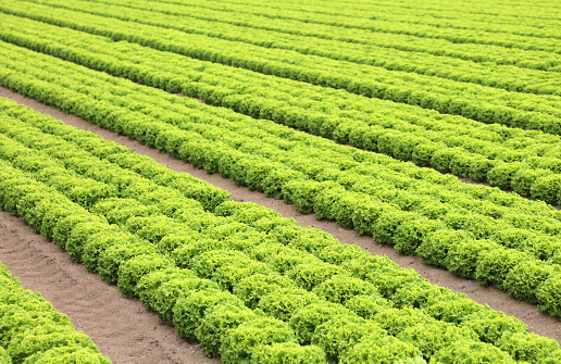 green field of fresh organic lettuce in the plain