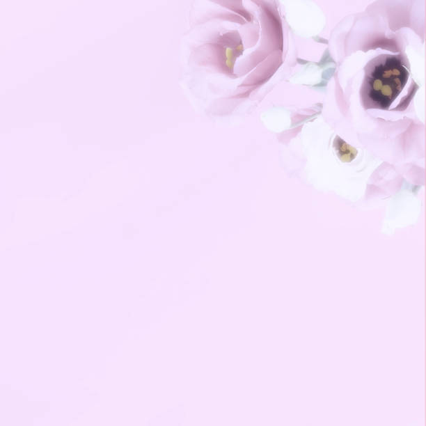 istock Pink and white flowers on a pink background 1059105268