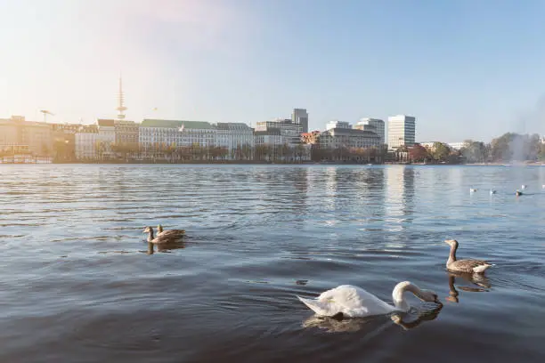 swan and ducks floating on Alster Lake in Hamburg, Germany on sunny day