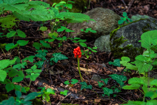 Arisaema triphyllum growing in the woods for your design