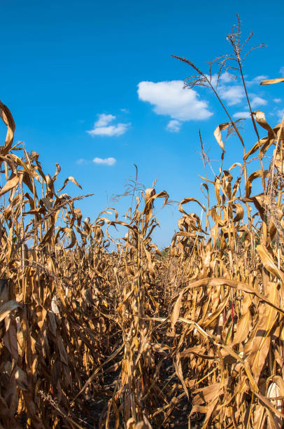 istock corn field on a background of blue sky 1059108590