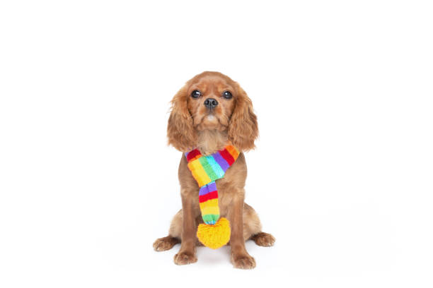 istock Dog in scarf isolated on white 1059110342