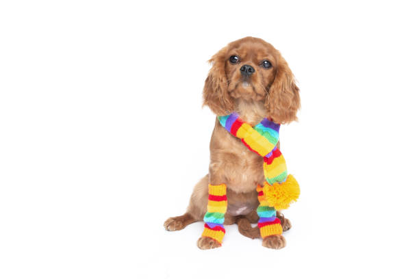 istock Dog in scarf isolated on white 1059110370