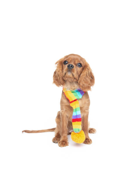 istock Dog in scarf isolated on white 1059110372