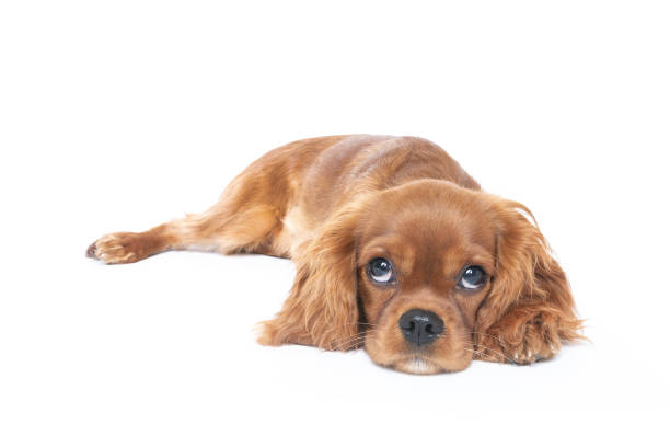 istock Puppy isolated on white 1059110386