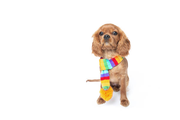 istock Dog in scarf isolated on white 1059110406