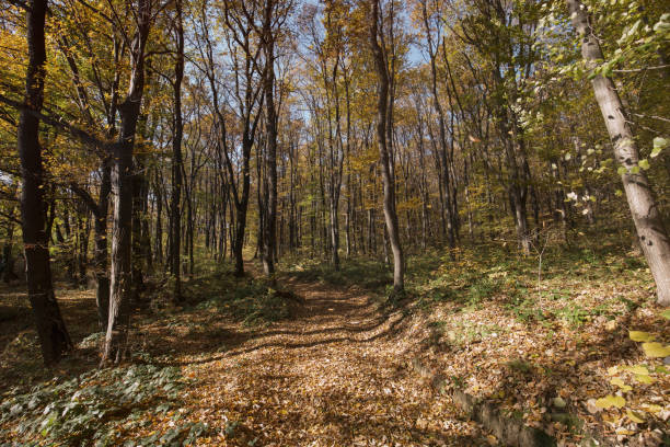 Picture of forest path on daylight covered with leaves