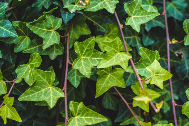 istock Ivy leaves in the deep dark autumn forest 1059113496