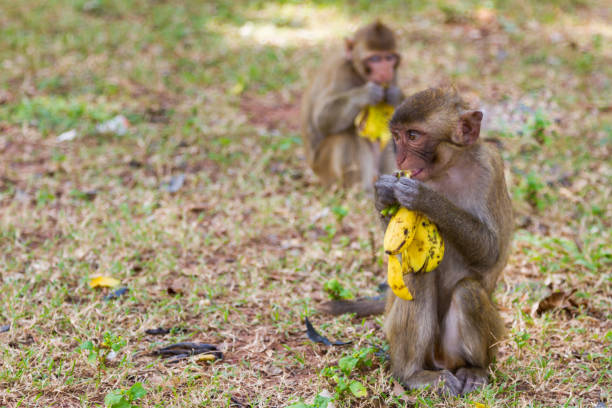 istock Baby monkey sits on grass and eats banana 1059115620