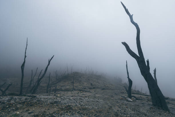 landschaft, vulkan, wald, tot, geheimnisvoll, natur. indonesien, java, vulkan - burned tree stock-fotos und bilder