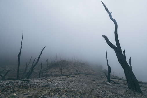 dry dead trees in the fog