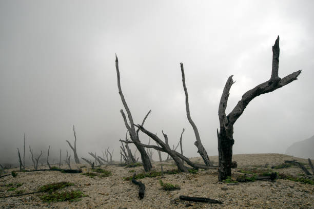 toter wald, vulkanausbruch, ende der welt, apokalypse - burned tree stock-fotos und bilder