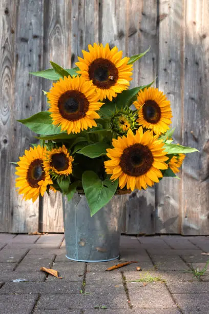 A beautiful sunflower bouquet in front of a wooden wall. Germany