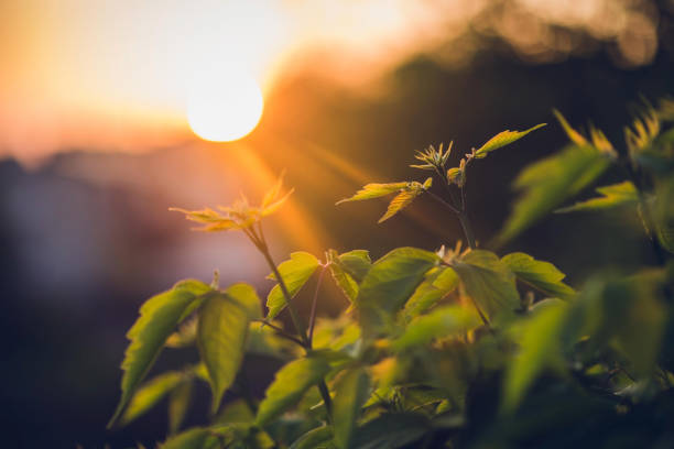 istock Green leaves in the sun 1059120930