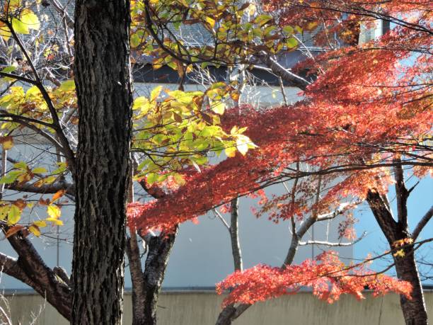 beautiful colors of autumn - tree area japanese fall foliage japanese maple autumn imagens e fotografias de stock