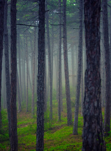 istock green forest in the mist 1059122228