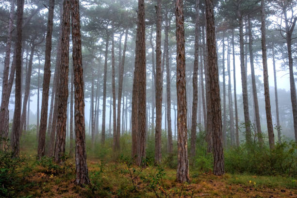 istock green forest in the mist 1059122274